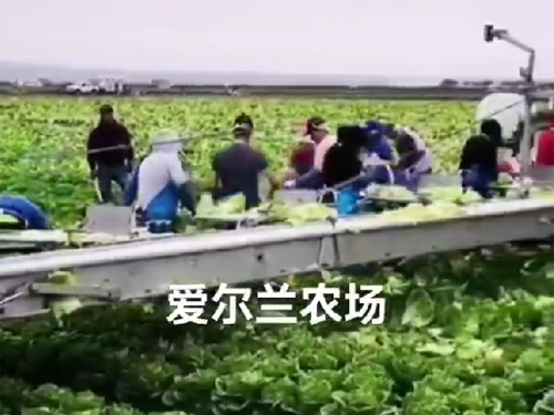 爱尔兰农场